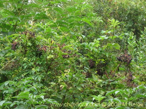 Imágen de Sambucus nigra (Sauco). Haga un clic para aumentar parte de imágen.